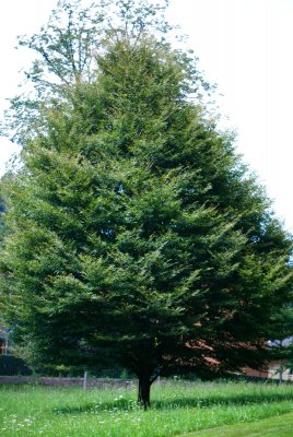 Fagus sylvatica 'Asplenifolia' - buk lesní (118) - celek